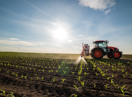 Tractor Spraying Young Corn With Pesticides